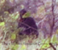 Figure 1. Close-up of a photo taken in central Oklahoma showing a bipedal figure.  